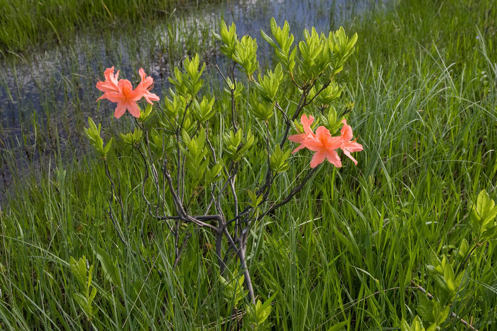 Azalea (Rhododendron Japonicum) — shrub for half