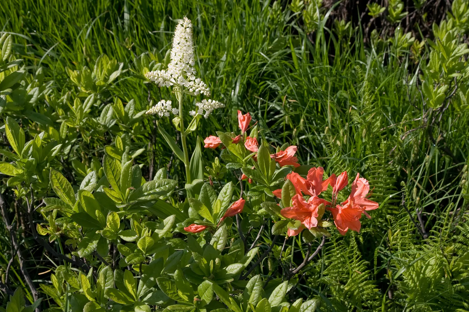 Azalea (Rhododendron Japonicum) — is a deciduous shrub native to Japan; shrub with orange blooms
