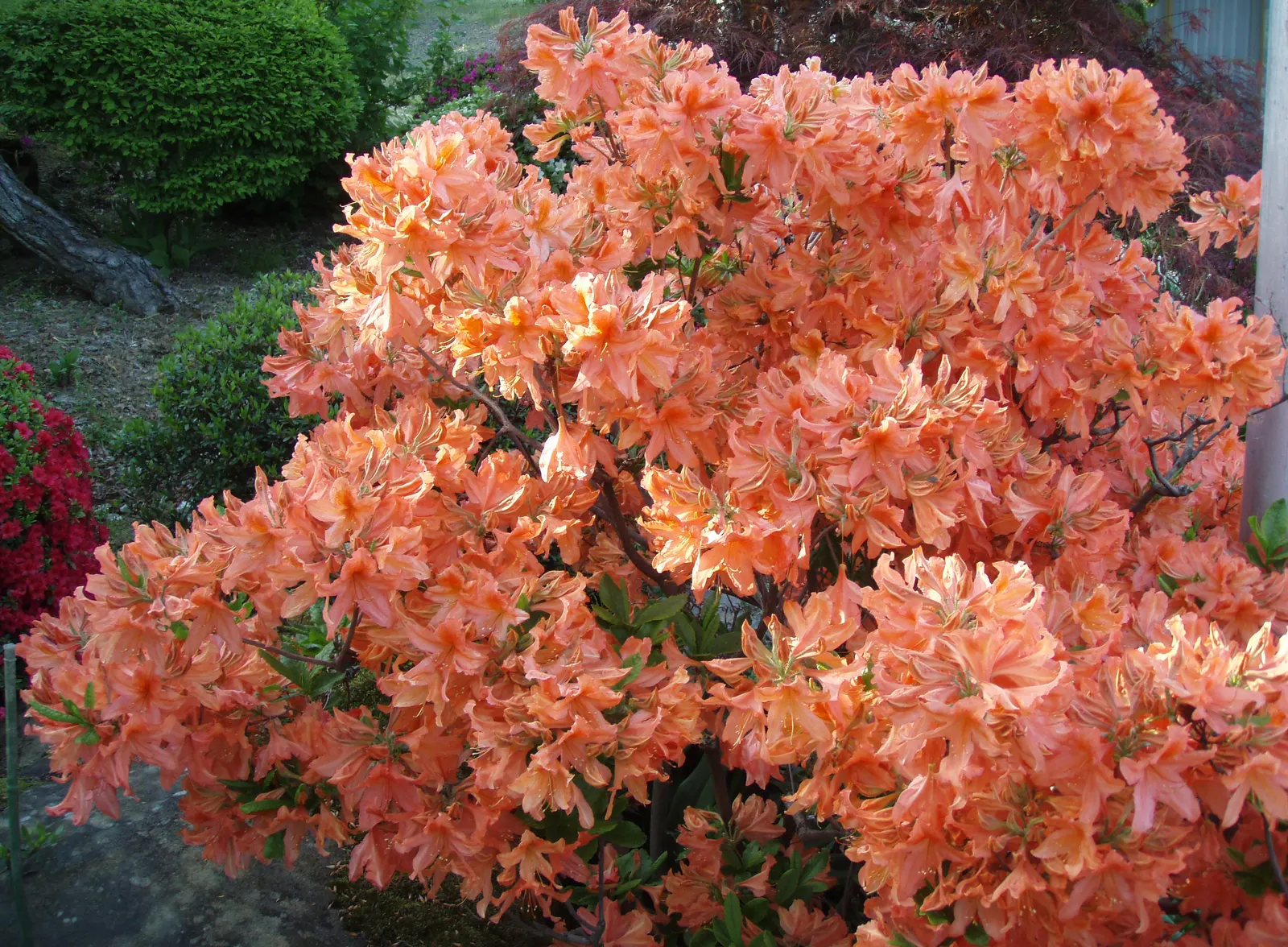 Azalea (Rhododendron Japonicum) — They prefer well-drained, acidic soils with a pH of around 4.5 to 6.0