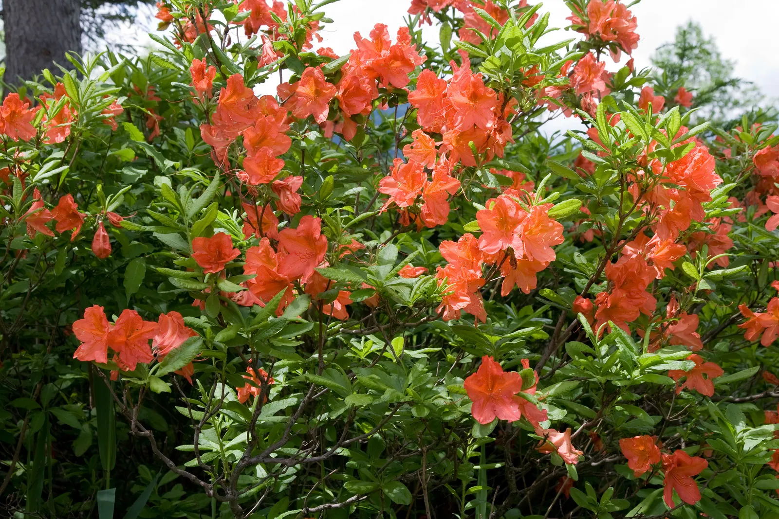 Azalea (Rhododendron Japonicum) — which offer a stunning backdrop to the bright flowers that emerge in late spring to early summer; <br><br>Azaleas are also