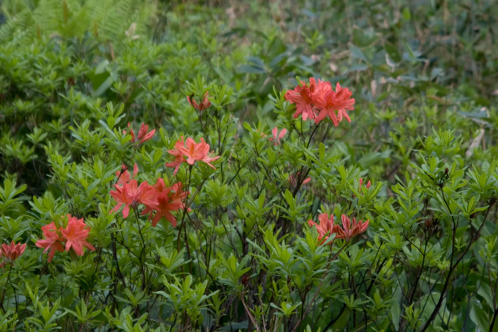 Azalea (Rhododendron Japonicum) — The leaves of the Rhododendron japonicum are a dark