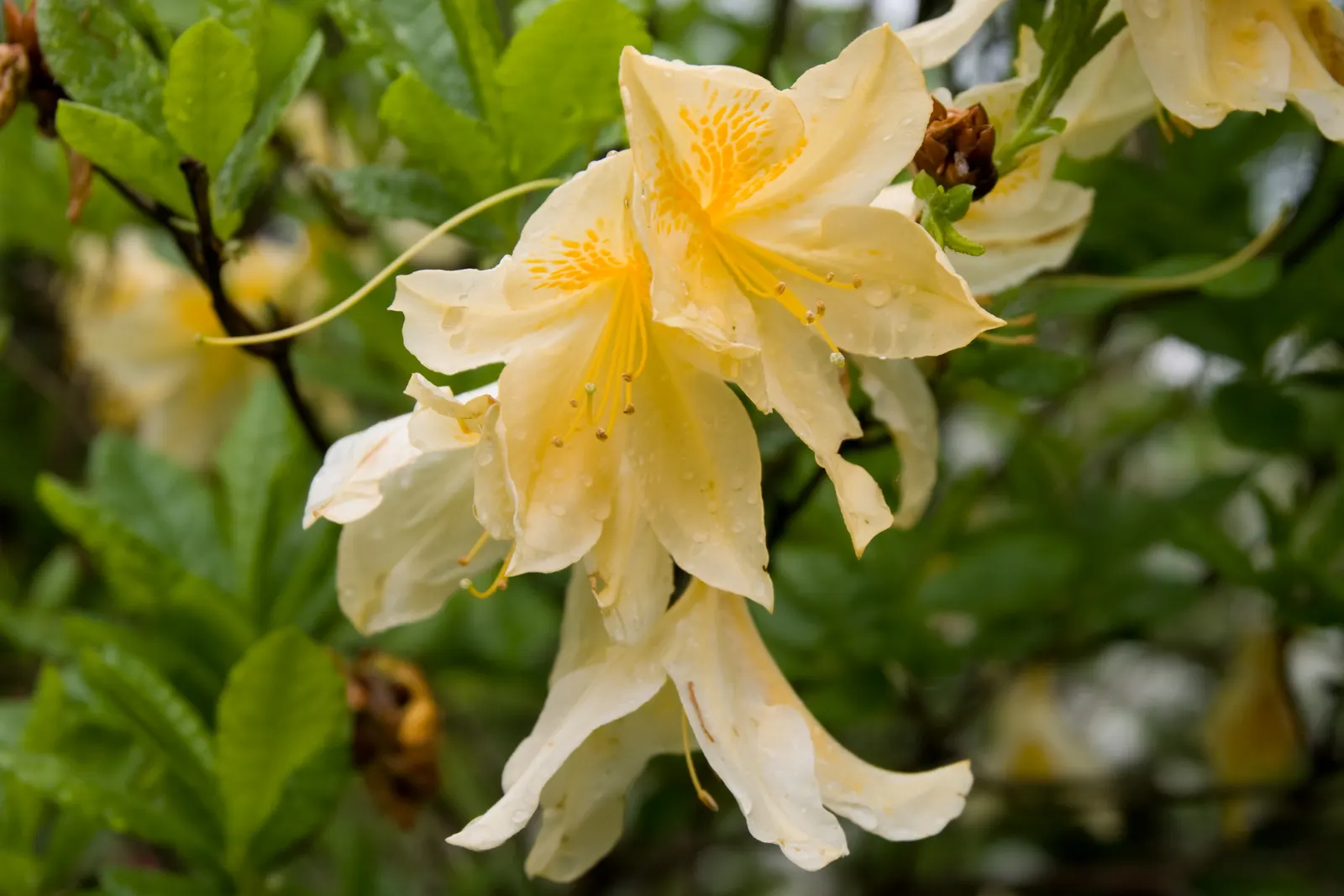 Azalea (Rhododendron Japonicum) — When adding azaleas to the landscape design; spring blossoms in hues of pink, red, or white contrast against dark green