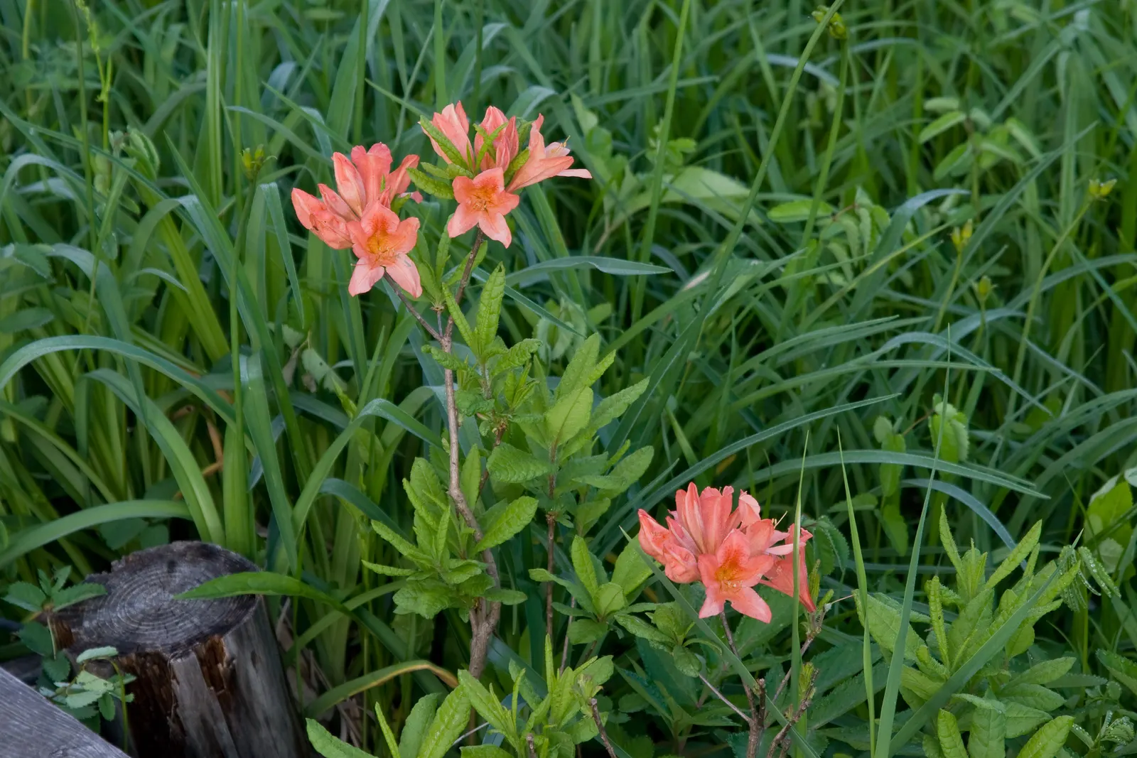 Azalea (Rhododendron Japonicum) — textured look throughout the year, image 50