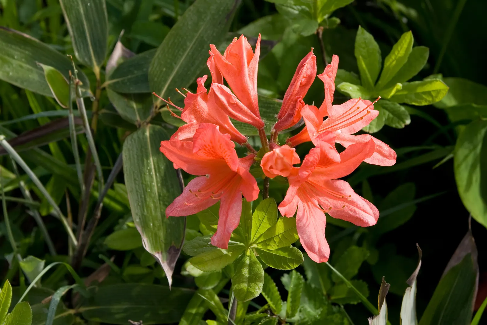 Azalea (Rhododendron Japonicum) — <br><br>Azaleas are also relatively low-maintenance, requiring minimal pruning to maintain shape and size; typically reaching