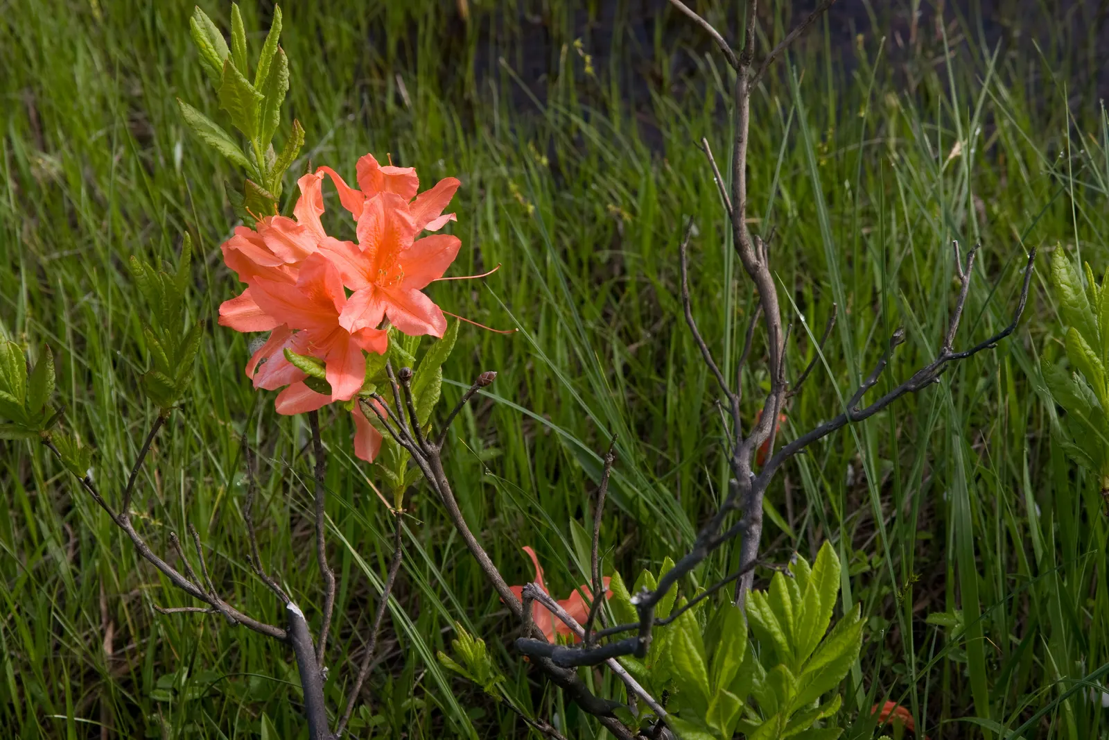 Azalea (Rhododendron Japonicum) — <br><br>Azaleas are also relatively low-maintenance, requiring minimal pruning to maintain shape and size