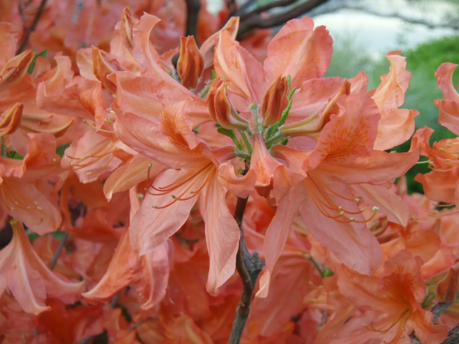 Azalea (Rhododendron Japonicum) — Azalea (Rhododendron japonicum) is a vibrant, shrubby perennial, prized for its profusion of colorful blooms