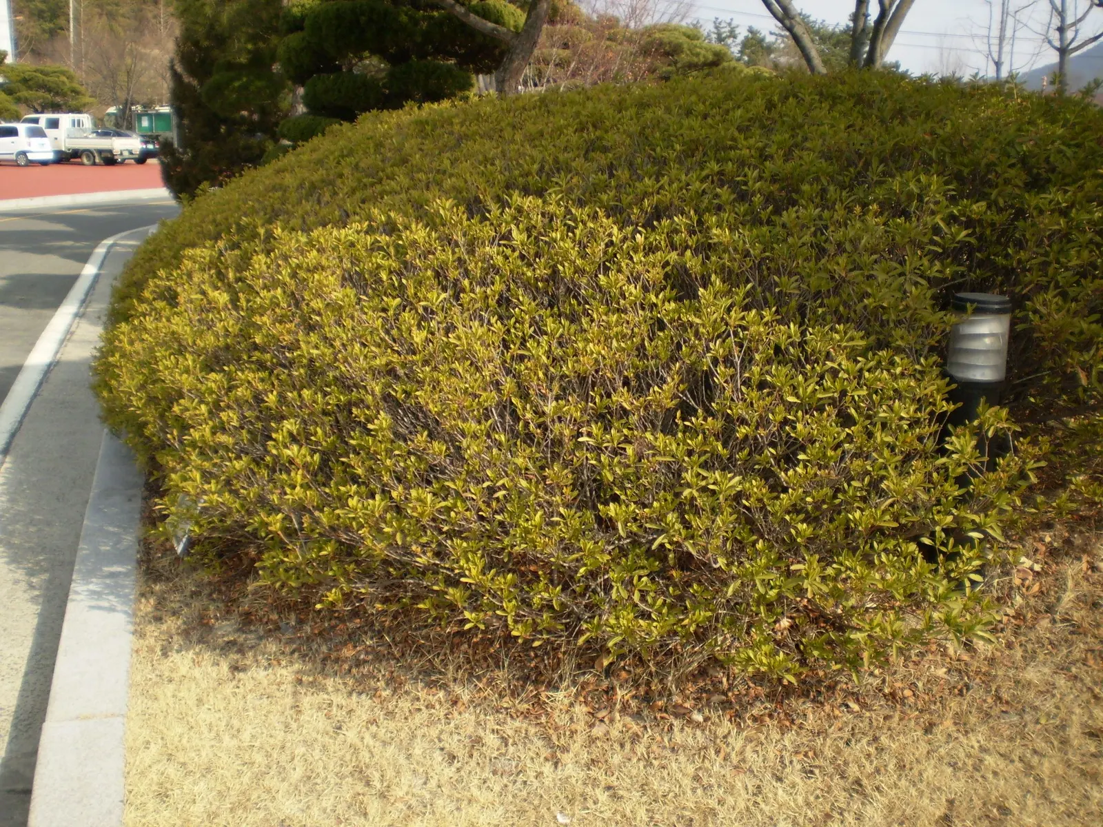 Azalea (Rhododendron Japonicum) — adding a burst of color that is sure to captivate any viewer.<br><br>For the landscape designer