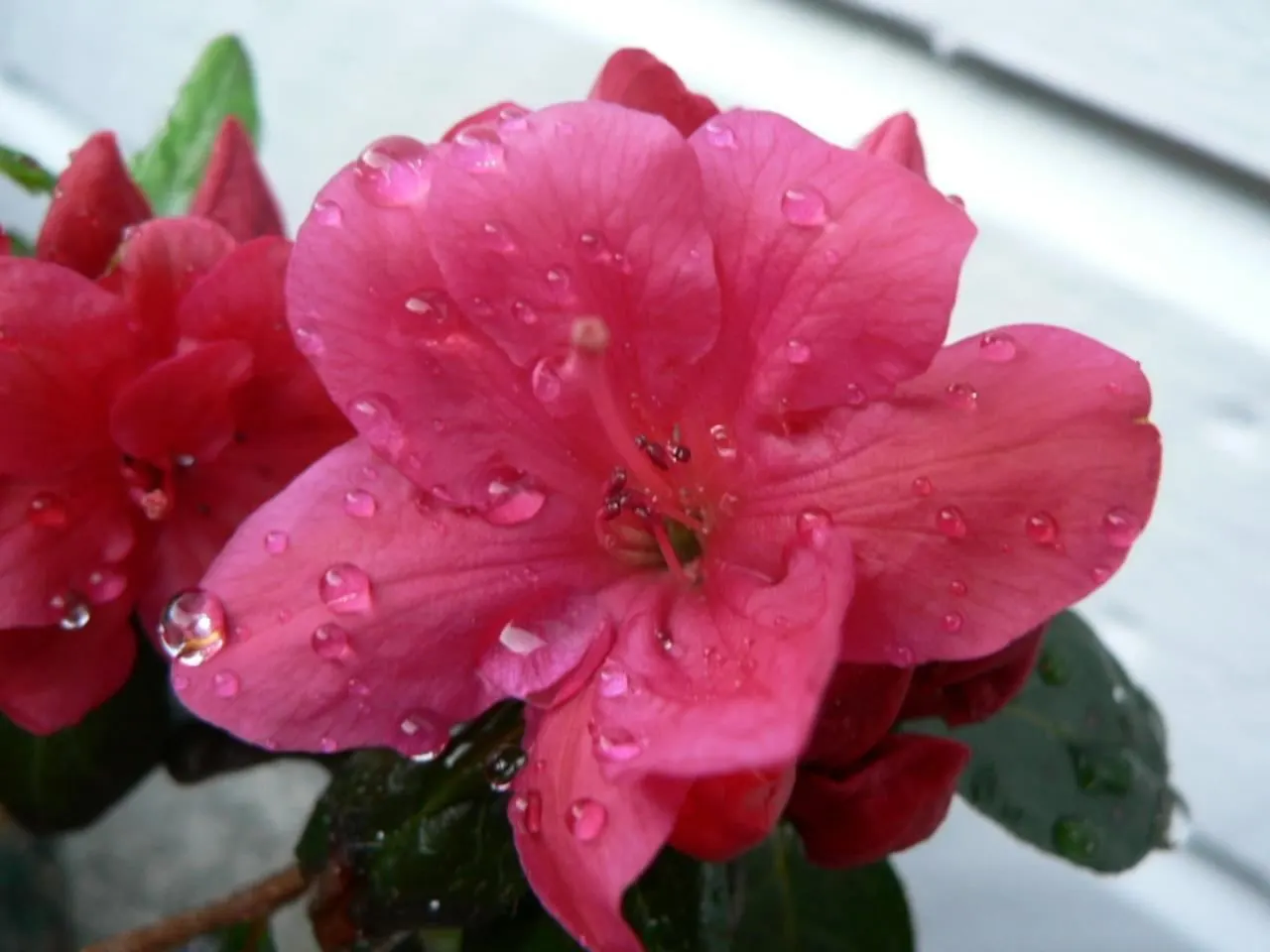 Azalea (Rhododendron Japonicum) — but avoiding over-watering is equally important to prevent root rot