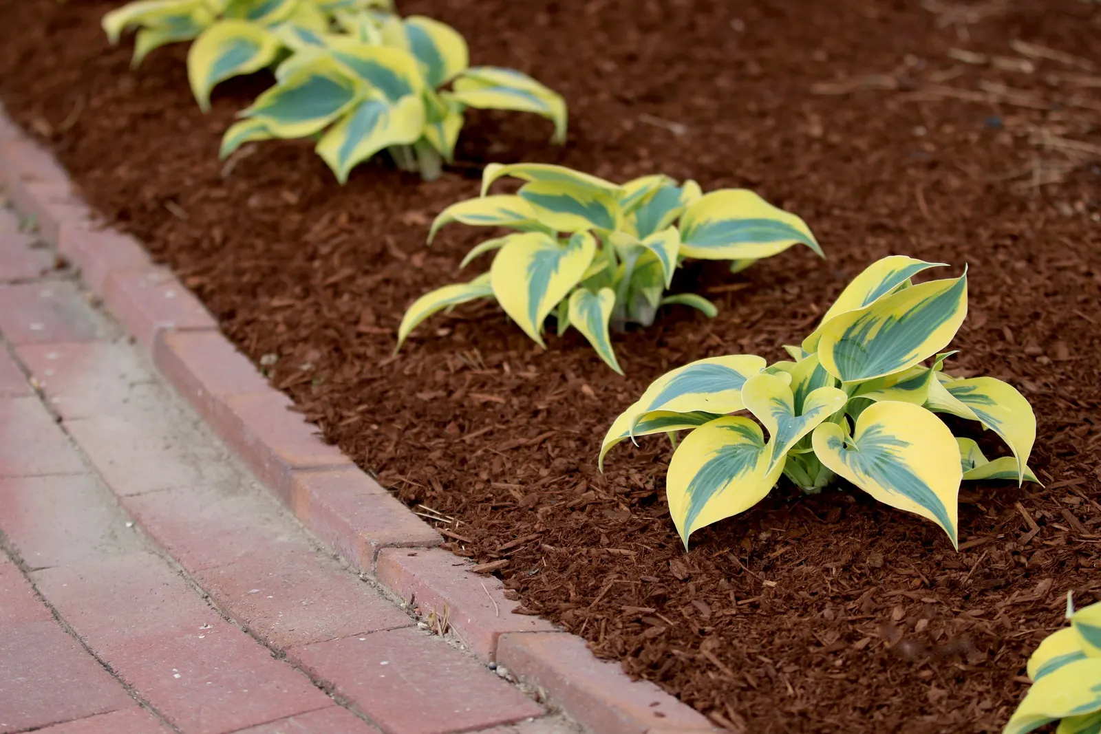 'Autumn Frost' Hosta (Hosta hybrid) — Hostas grow best in moist; this striking Hosta forms a medium sized mound of showy, image 42