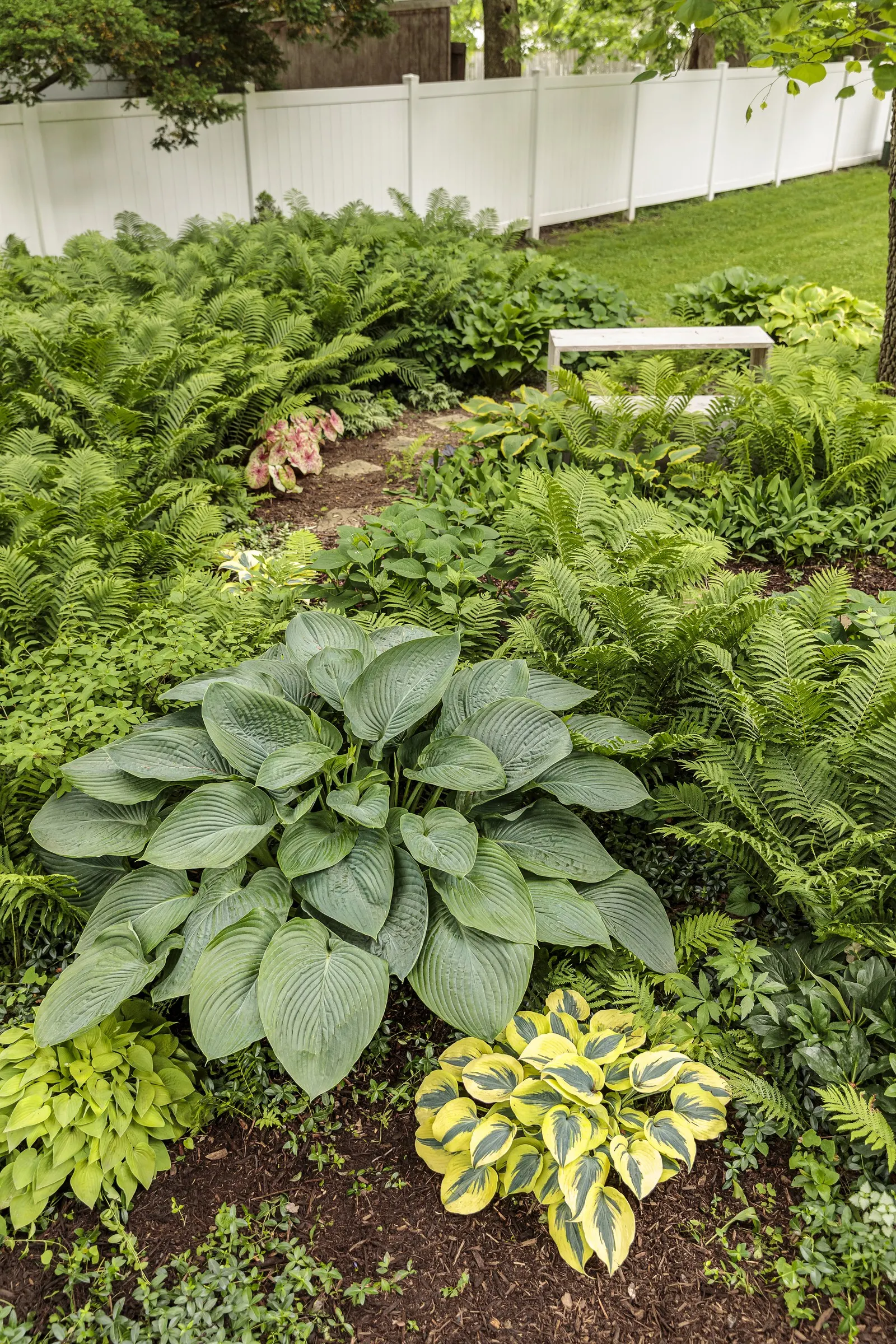 Giant 'Empress Wu' Hosta (Hosta hybrid) — Empress Wu Hosta hybrid plants grow best in moist