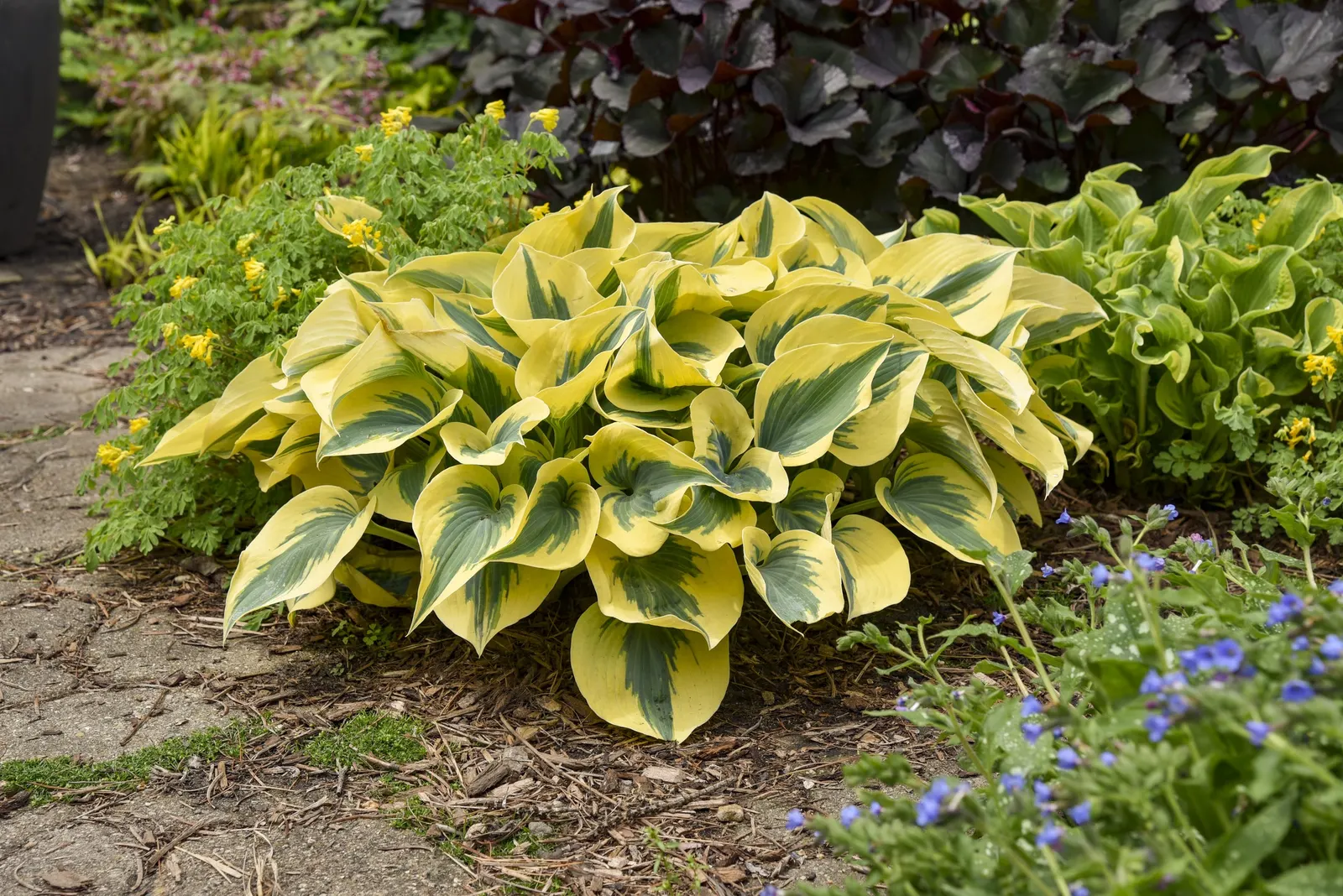 'Autumn Frost' Hosta (Hosta hybrid) — This striking Hosta forms a medium sized mound of showy; purple flowers in the garden, image 66