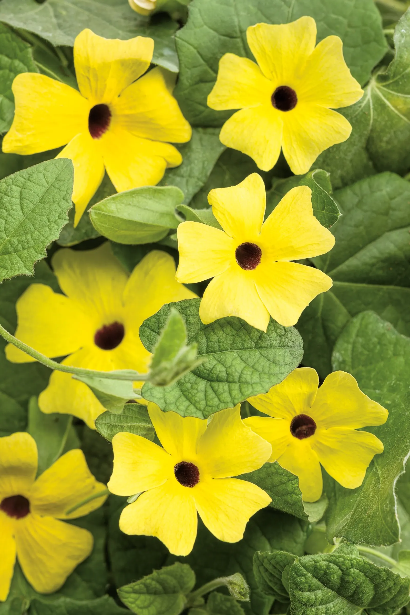 Lemon A-Peel® Black-Eyed Susan Vine (Thunbergia alata) — information and resources; proven Winners - Lemon A-Peel® - Black-Eyed Susan Vine, image 12