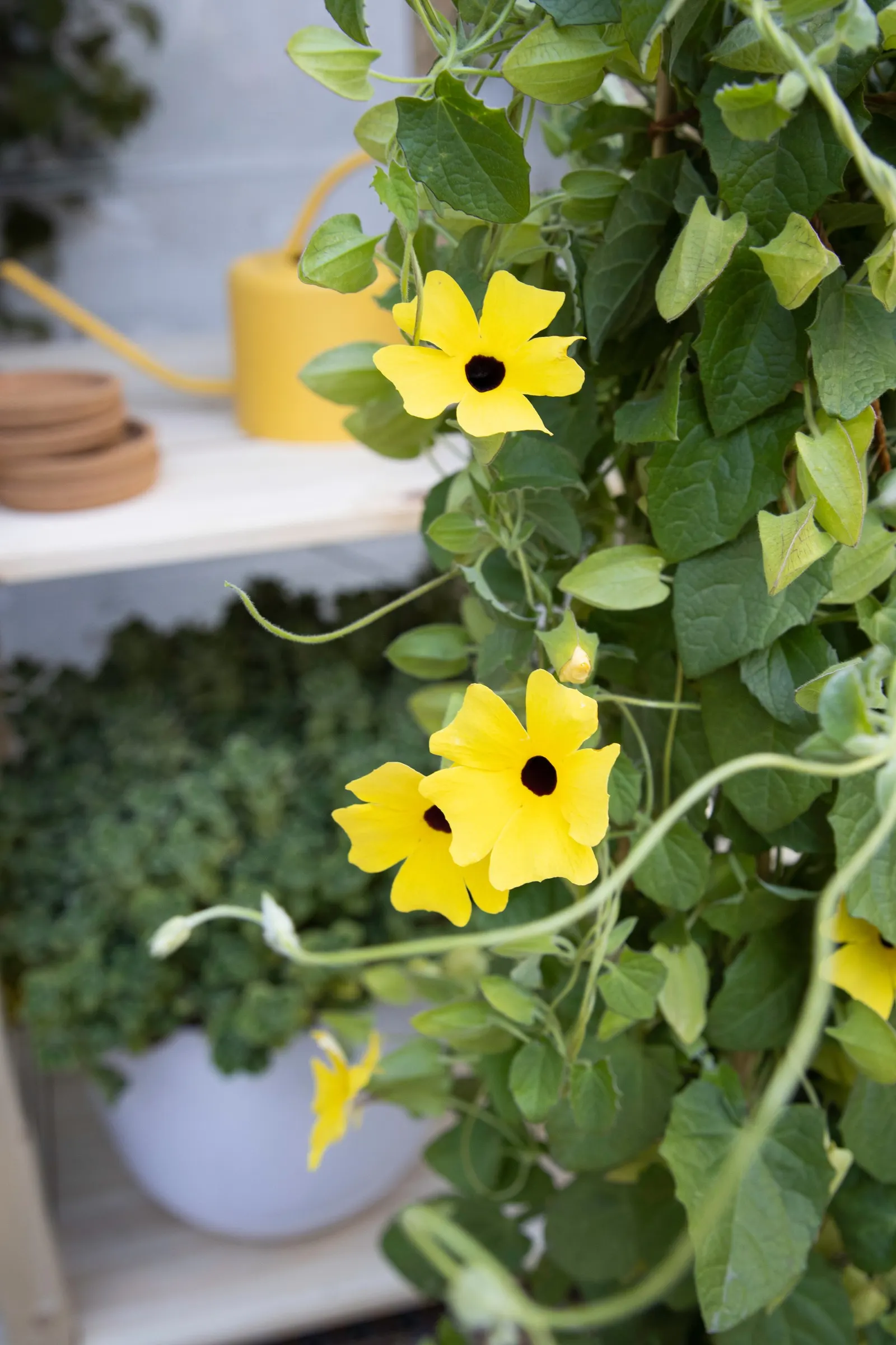 Lemon A-Peel® Black-Eyed Susan Vine (Thunbergia alata) — Proven Winners - Lemon A-Peel® - Black-Eyed Susan Vine - Thunbergia alata yellow plant, image 11
