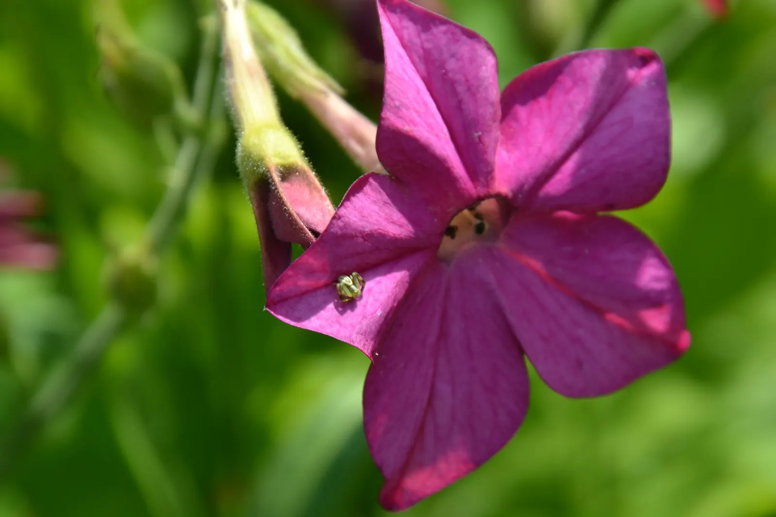 Flowering Tobacco (Nicotiana Alata) — with a spread of 1 to 2 feet