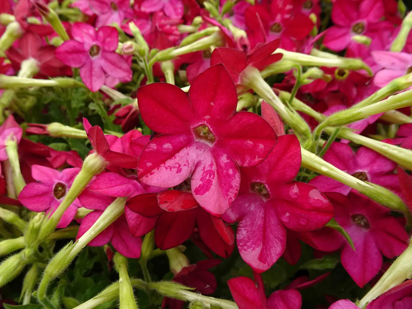 Flowering Tobacco (Nicotiana Alata) — A member of the Solanaceae family; and are known to release their sweet scent most intensely in the evening