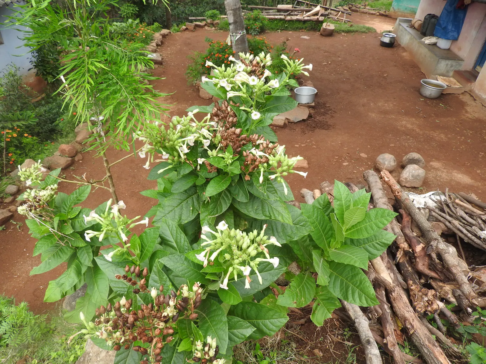 Flowering Tobacco (Nicotiana Alata) — Blooms are most commonly found in hues of white