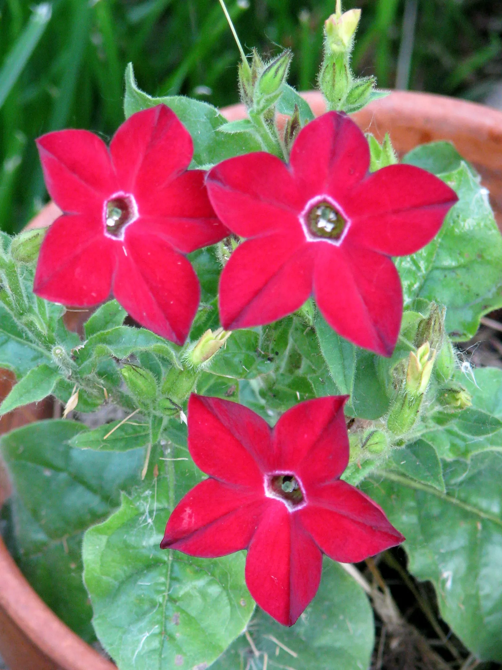 Flowering Tobacco (Nicotiana Alata) — which can span up to 2 inches across