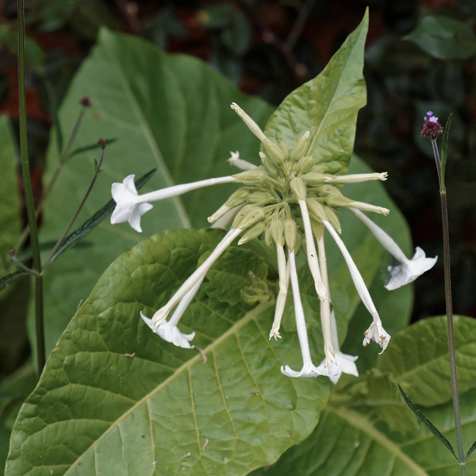 Flowering Tobacco (Nicotiana Alata) — which can span up to 2 inches across; and are known to release their sweet scent most intensely in the evening