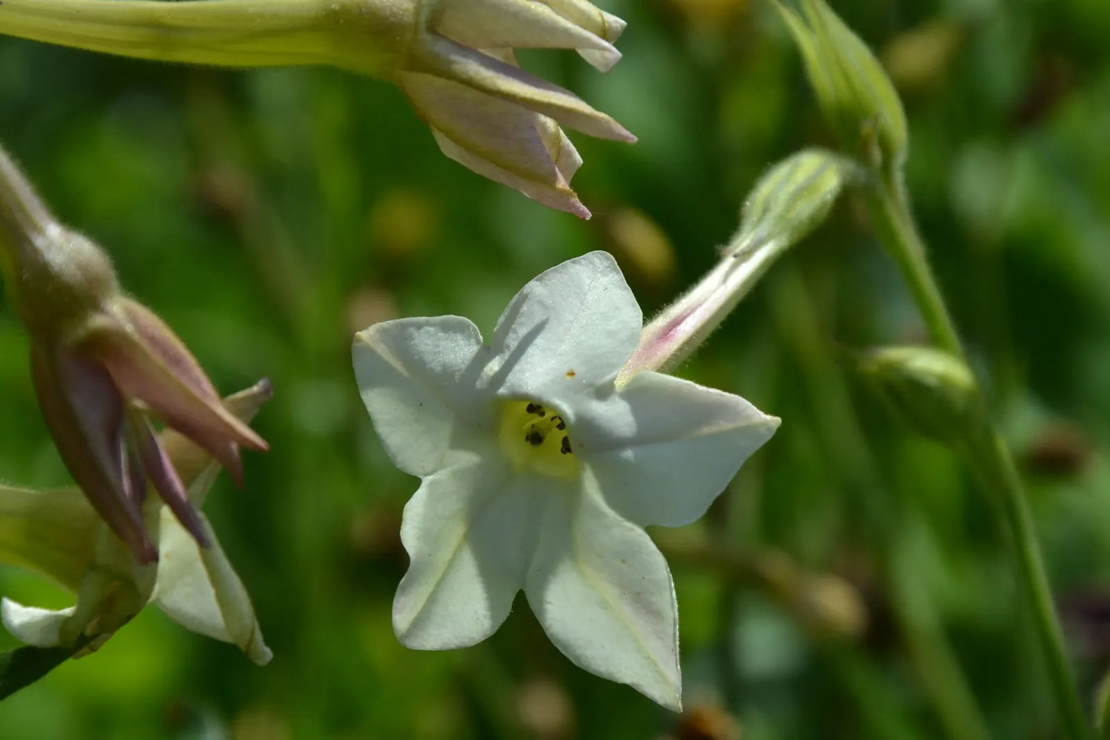 Flowering Tobacco (Nicotiana Alata) — Versatile in beds, borders, or containers, it prefers well-drained soil; averaging 3-5 ft tall, with a spread of 1-2 ft