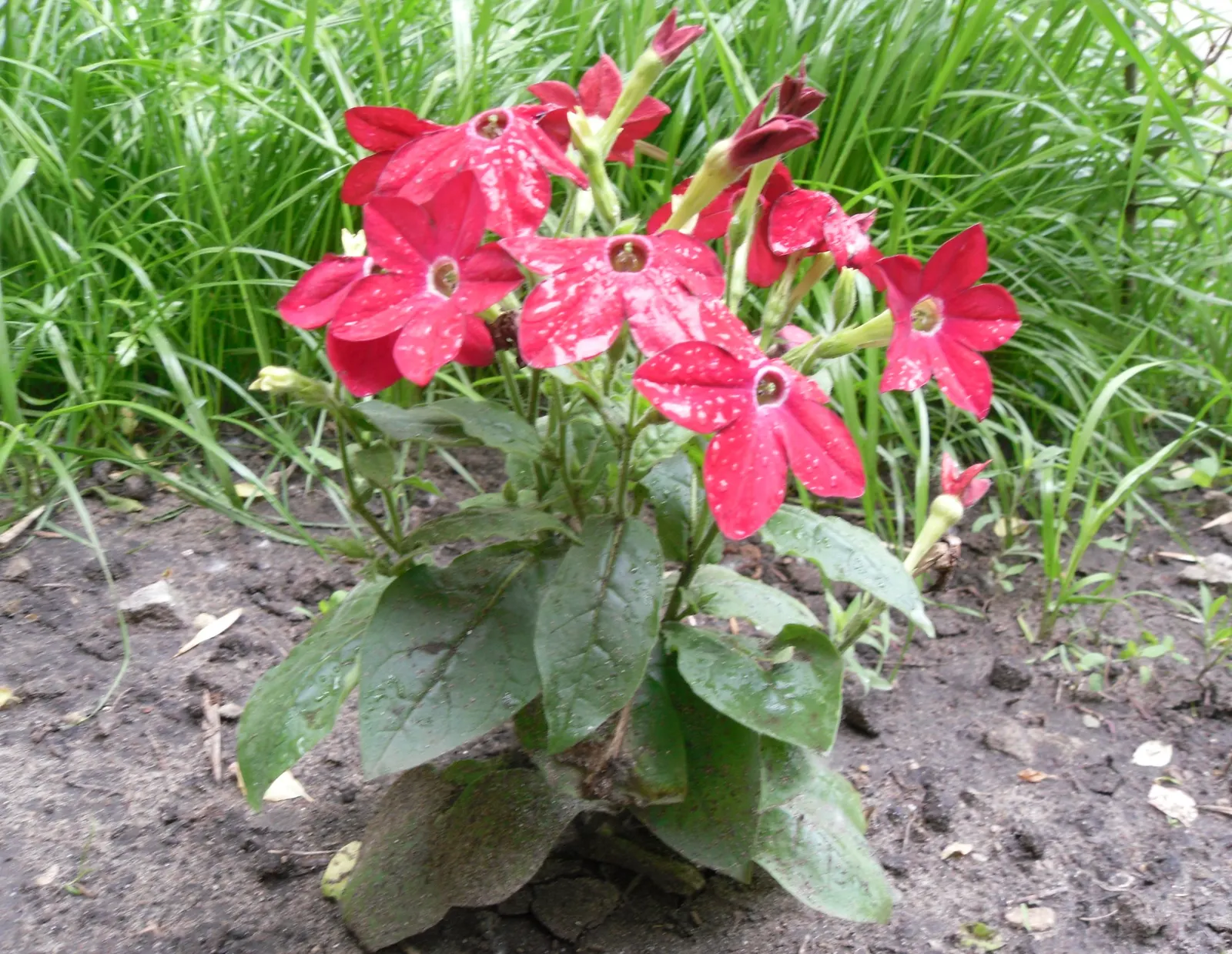 Flowering Tobacco (Nicotiana Alata) — its nectar-rich flowers are a magnet for hummingbirds and beneficial insects; and are known to release their sweet scent