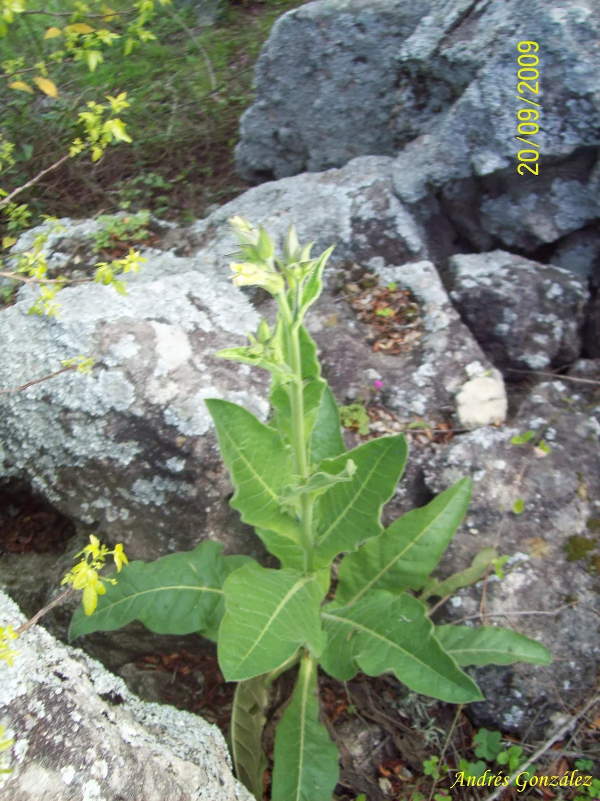 Flowering Tobacco (Nicotiana Alata) — Available in various colors; a member of the Solanaceae family