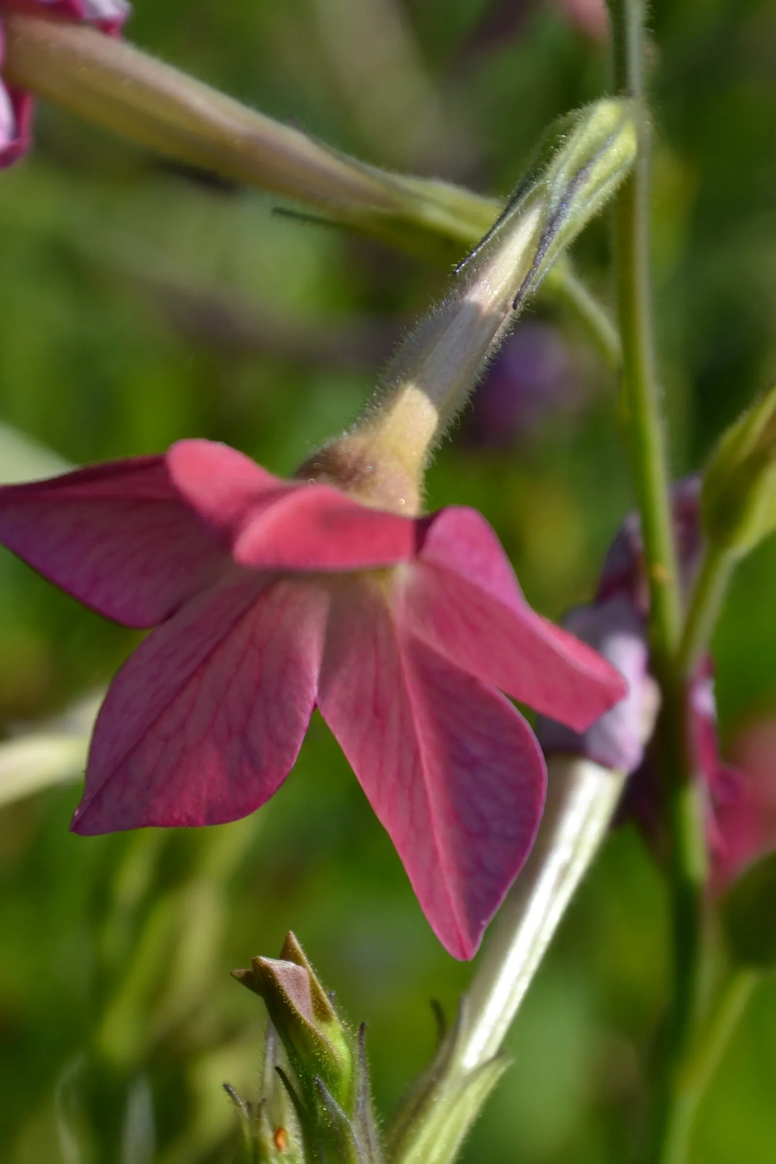 Flowering Tobacco (Nicotiana Alata) — enhancing garden biodiversity