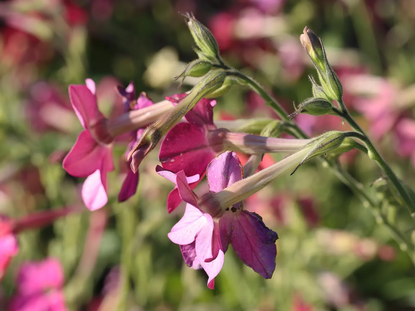 Flowering Tobacco (Nicotiana Alata) — as a striking focal point