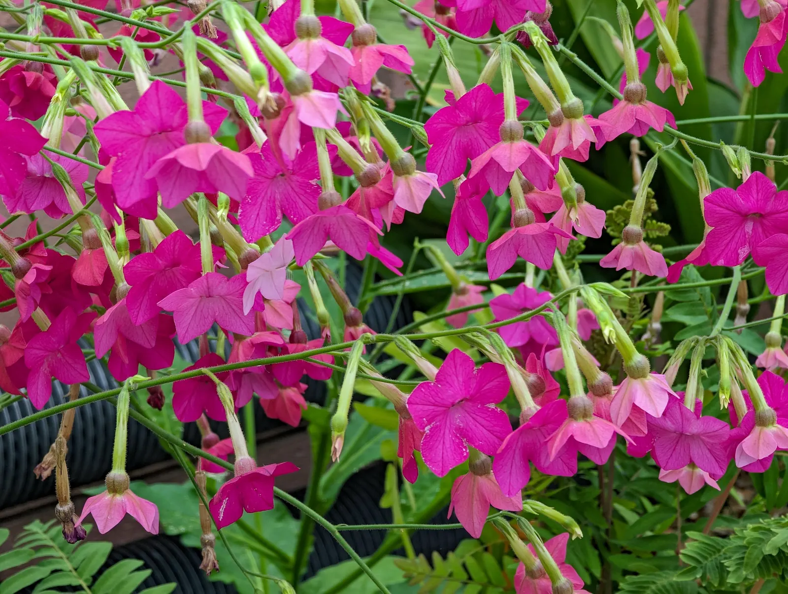 Flowering Tobacco (Nicotiana Alata) — It is best situated in full sun to partial shade; inviting butterflies and hummingbirds to enhance the garden's dynamism