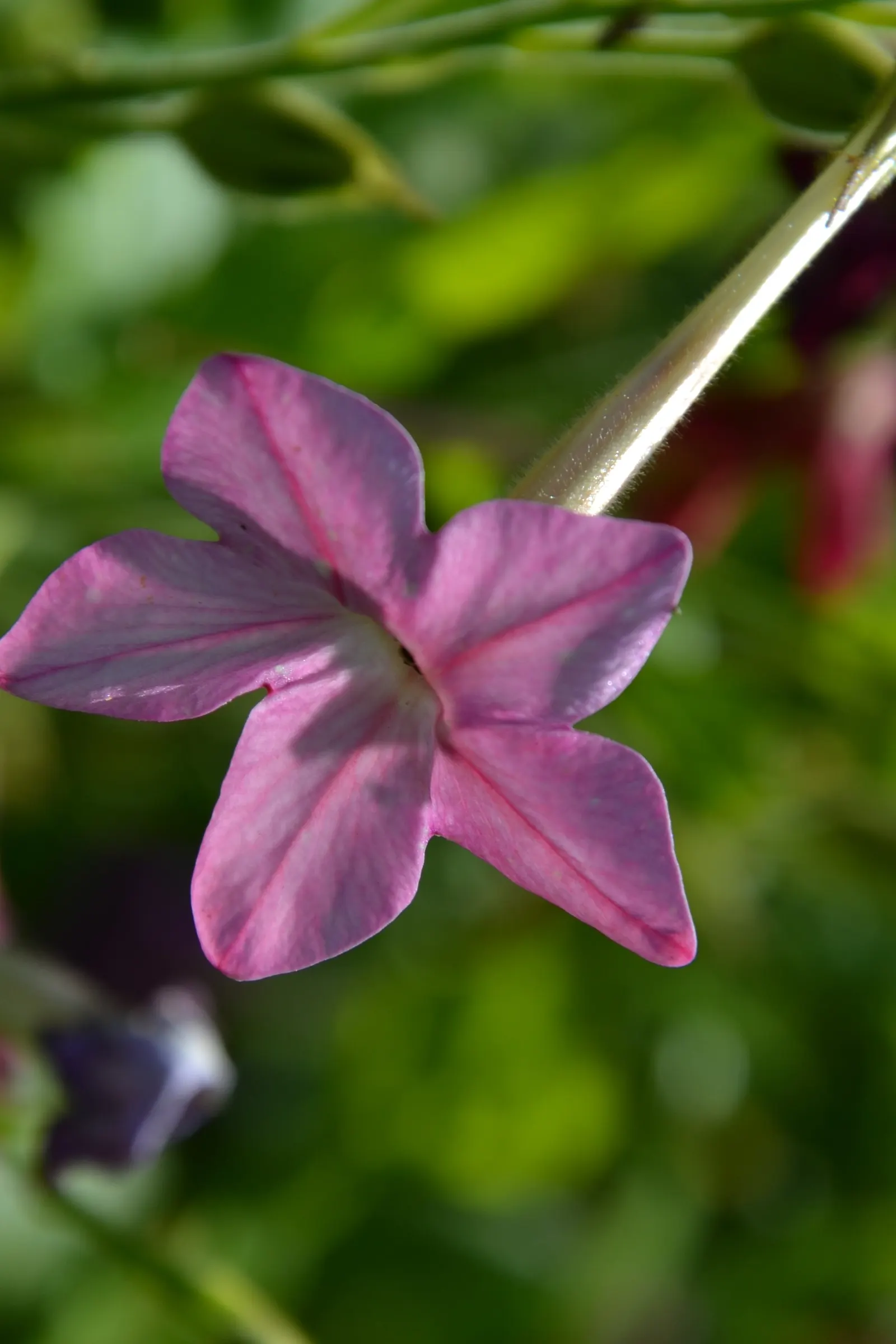 Flowering Tobacco (Nicotiana Alata) — and its role as a pollinator attractant