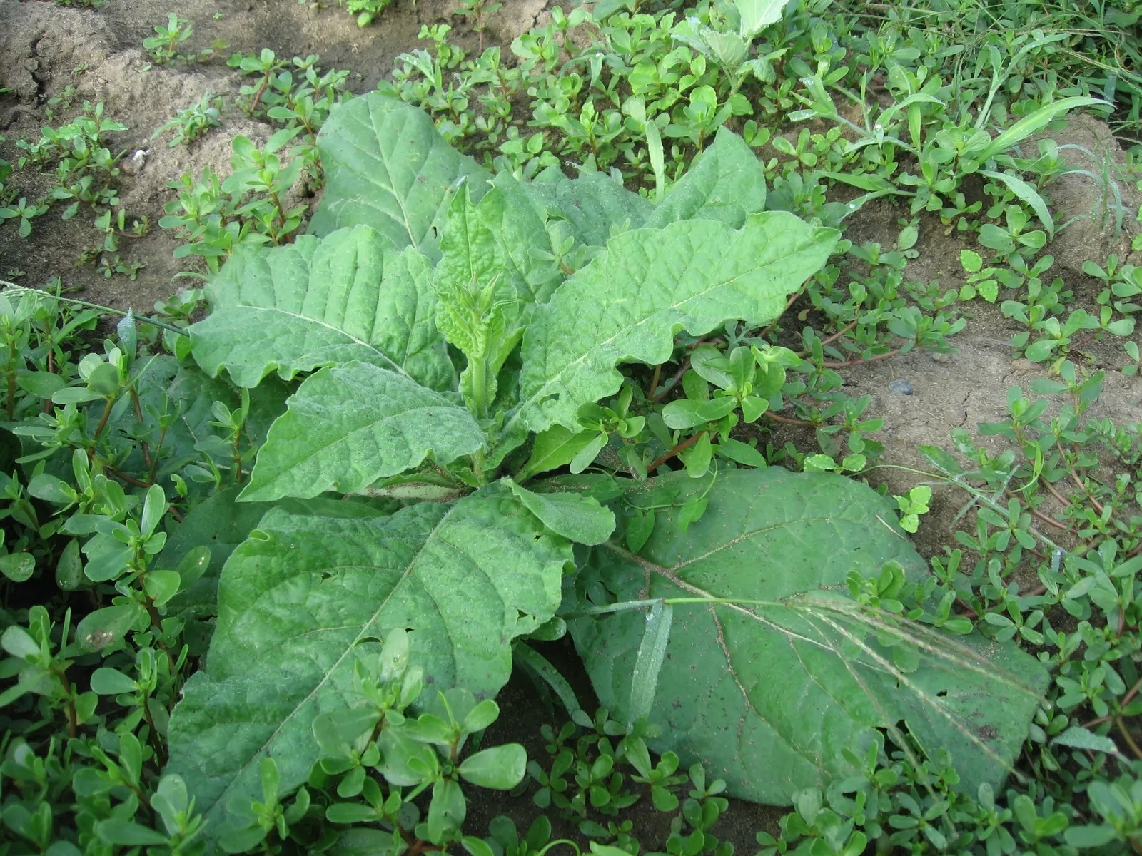 Flowering Tobacco (Nicotiana Alata) — its nectar-rich flowers are a magnet for hummingbirds and beneficial insects