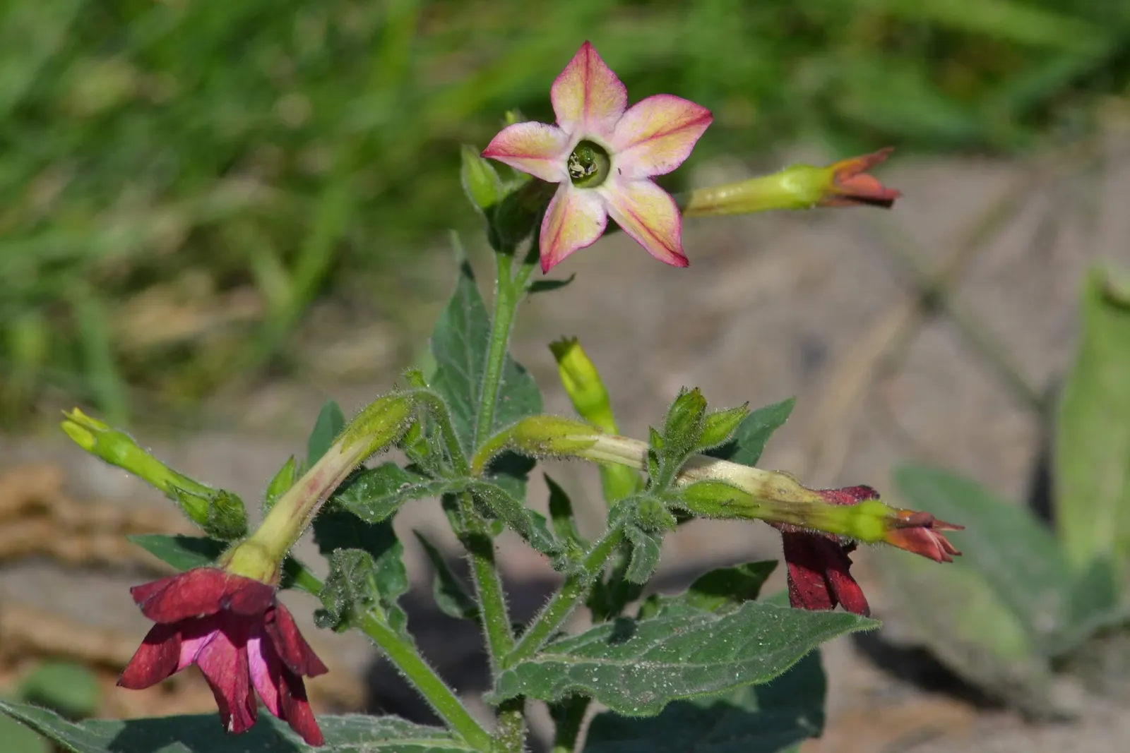 Flowering Tobacco (Nicotiana Alata) — Flowering Tobacco (Nicotiana alata); averaging 3-5 ft tall, with a spread of 1-2 ft, this annual thrives in full sun to
