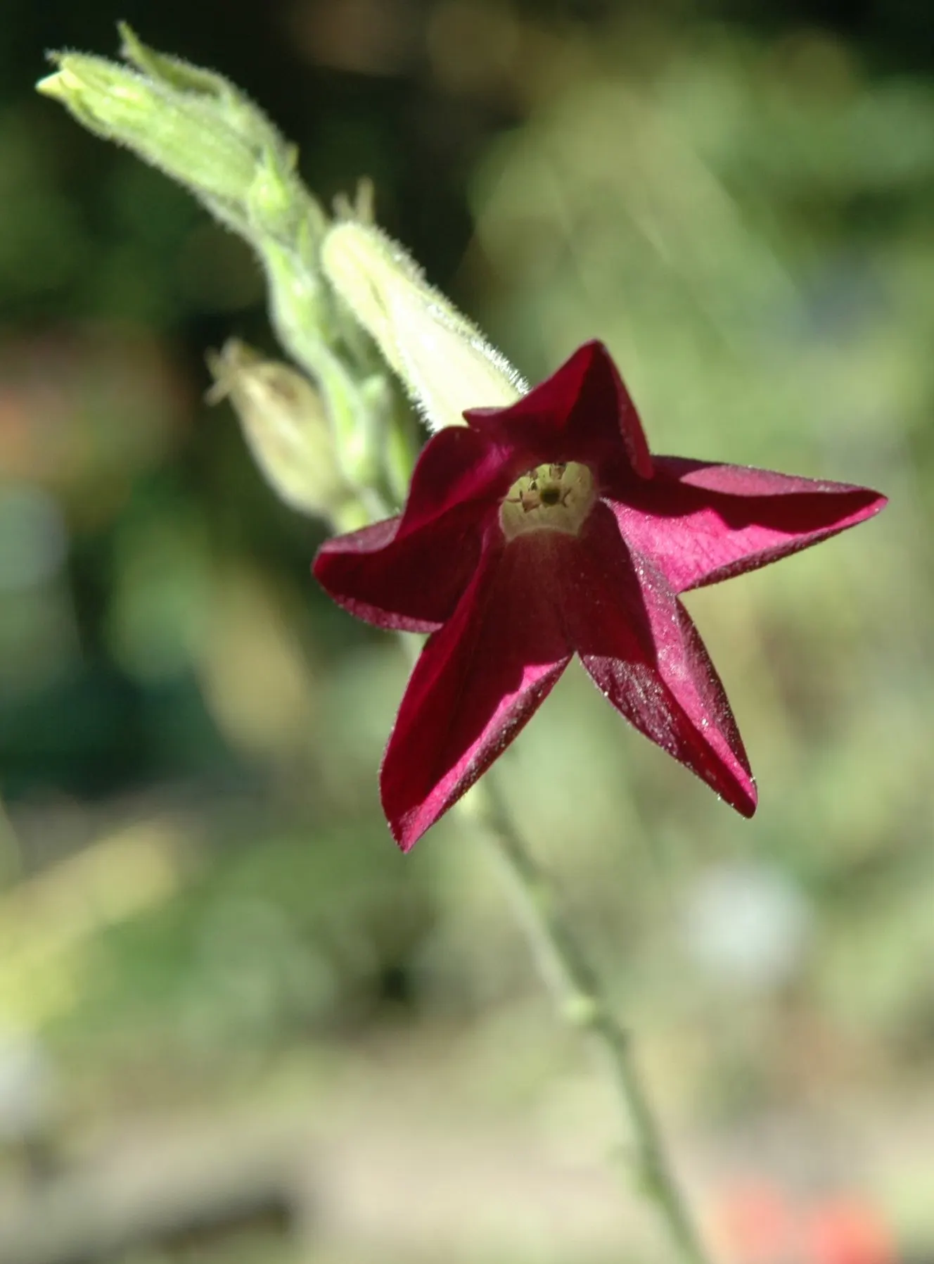 Flowering Tobacco (Nicotiana Alata) — Averaging 3-5 ft tall, with a spread of 1-2 ft, this annual thrives in full sun to partial shade; inviting butterflies