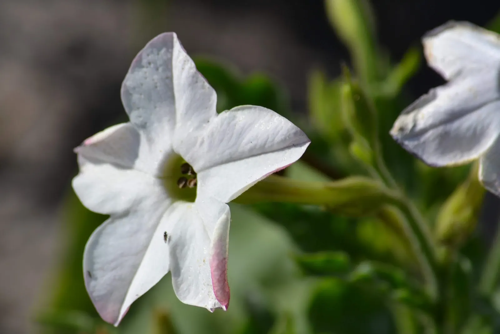 Flowering Tobacco (Nicotiana Alata) — Flowering Tobacco prefers well-drained soil enriched with organic matter