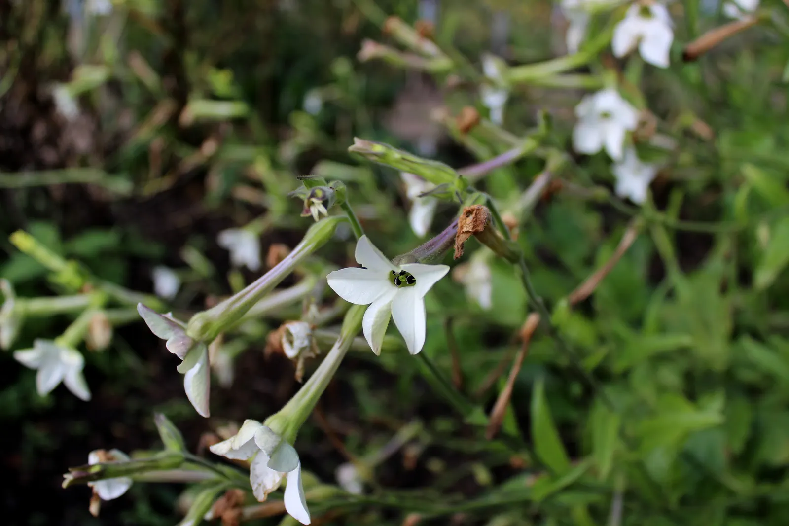 Flowering Tobacco (Nicotiana Alata) — scientifically named Nicotiana alata