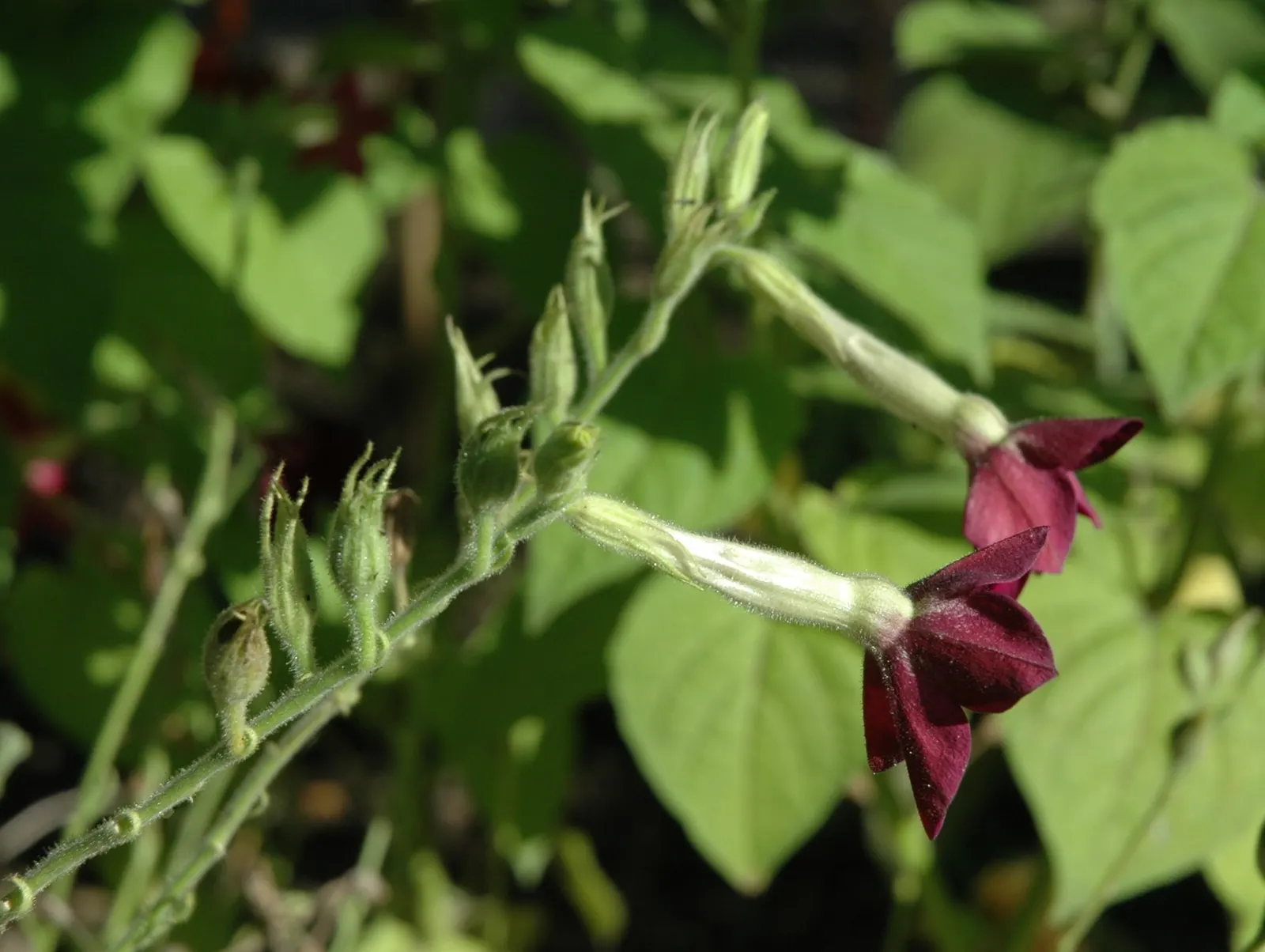 Flowering Tobacco (Nicotiana Alata) — adored for vertical accents; a member of the Solanaceae family