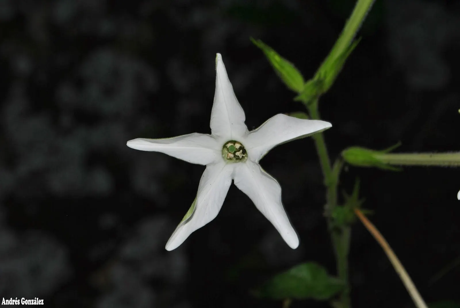 Flowering Tobacco (Nicotiana Alata) — and its role as a pollinator attractant; inviting butterflies and hummingbirds to enhance the garden's dynamism and