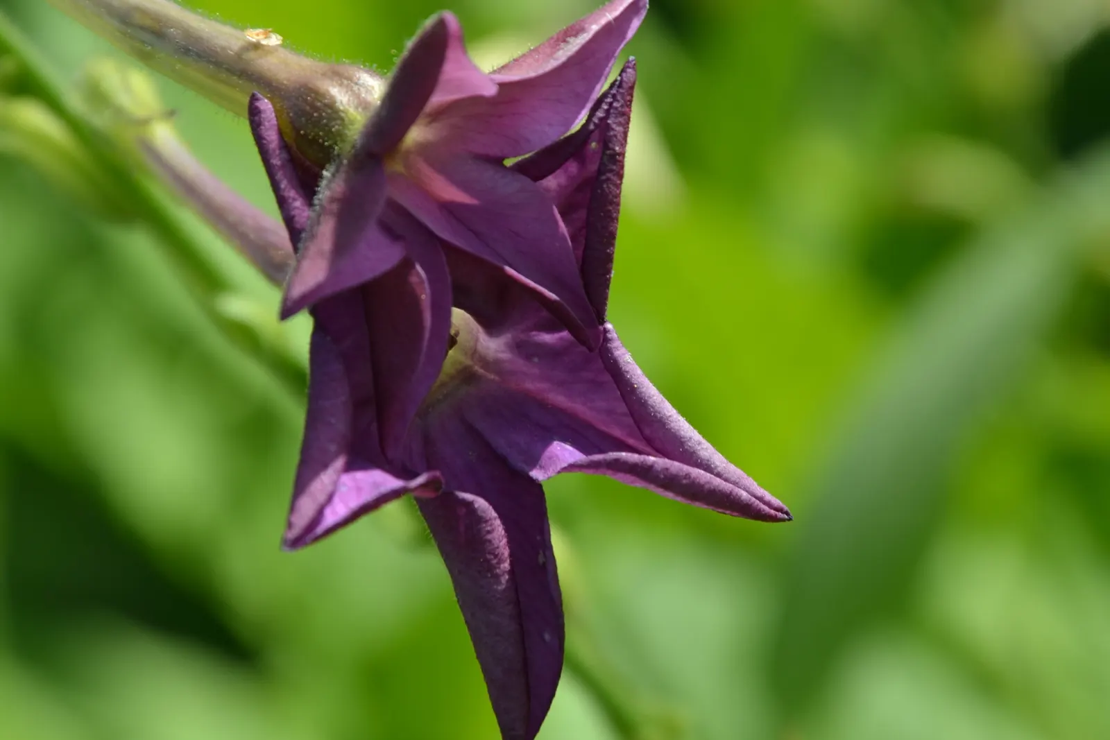 Flowering Tobacco (Nicotiana Alata) — enhancing garden biodiversity; inviting butterflies and hummingbirds to enhance the garden's dynamism and ecological