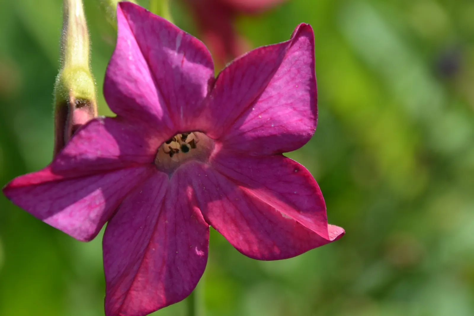 Flowering Tobacco (Nicotiana Alata) — nocturnal blooming habits