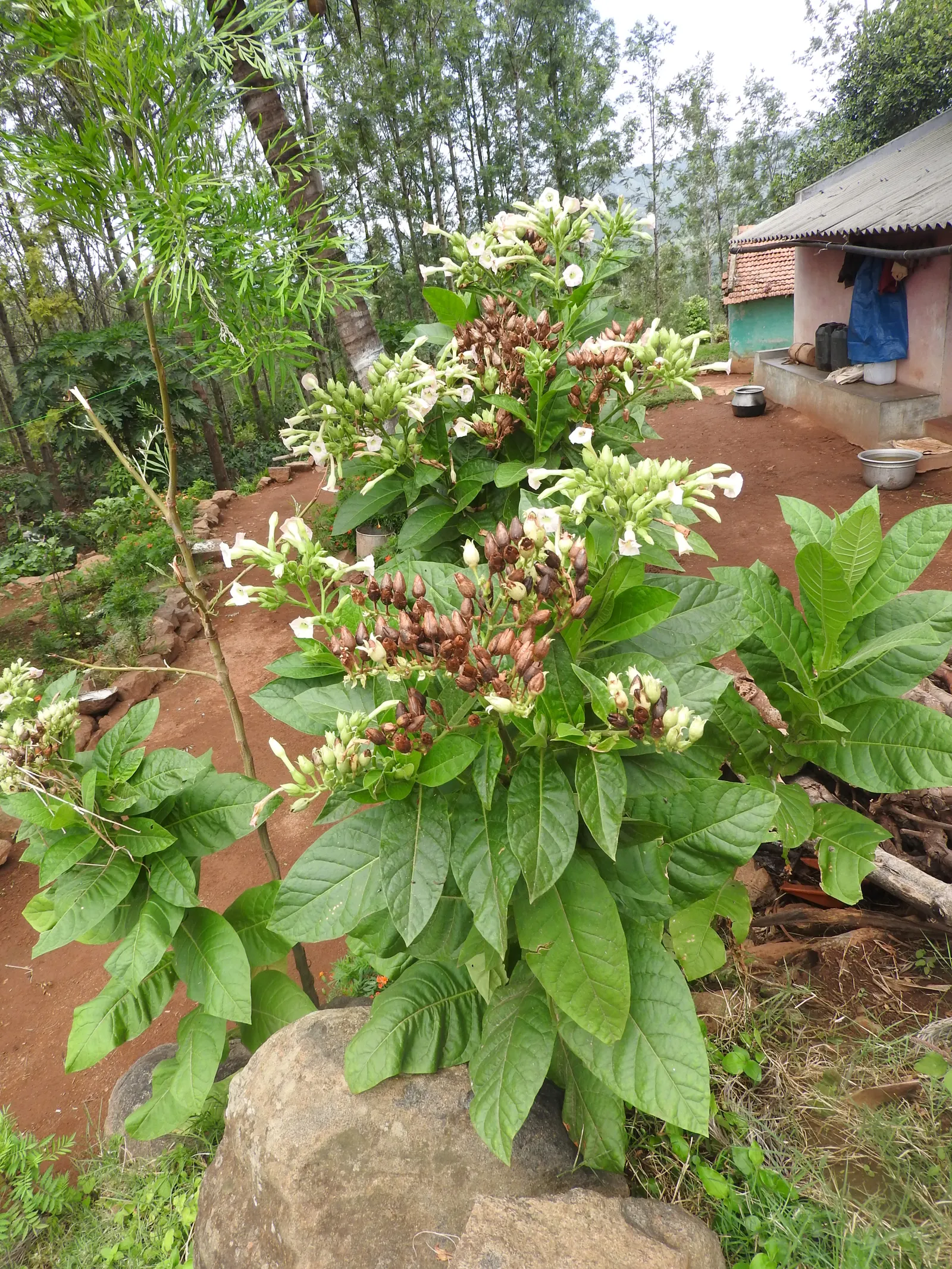 Flowering Tobacco (Nicotiana Alata) — with a gentle reminder to provide ample water particularly in the hotter and drier months