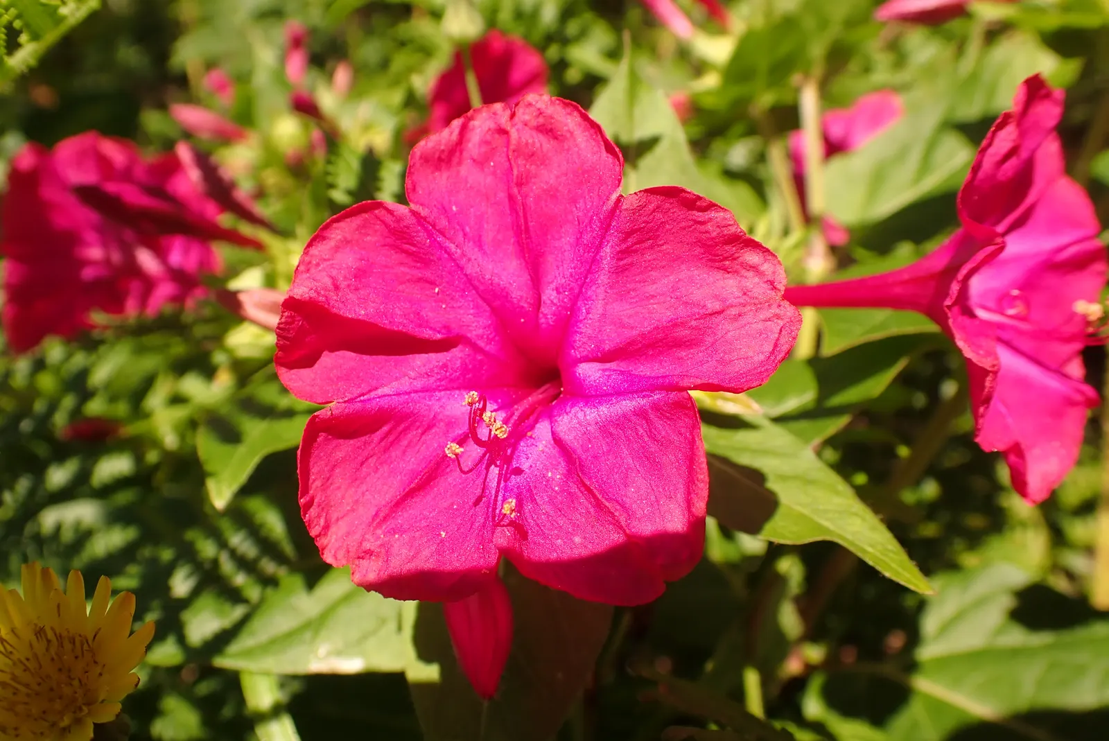 Flowering Tobacco (Nicotiana Alata) — fragrant blossoms that open in the evening