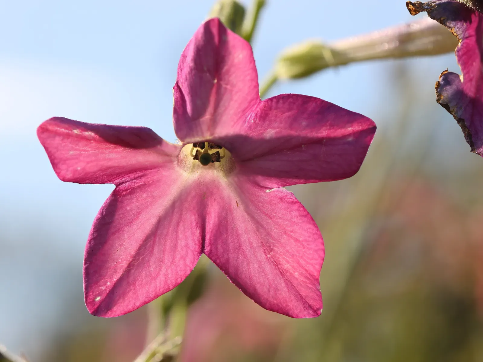 Flowering Tobacco (Nicotiana Alata) — adorn the upper portion of its stems