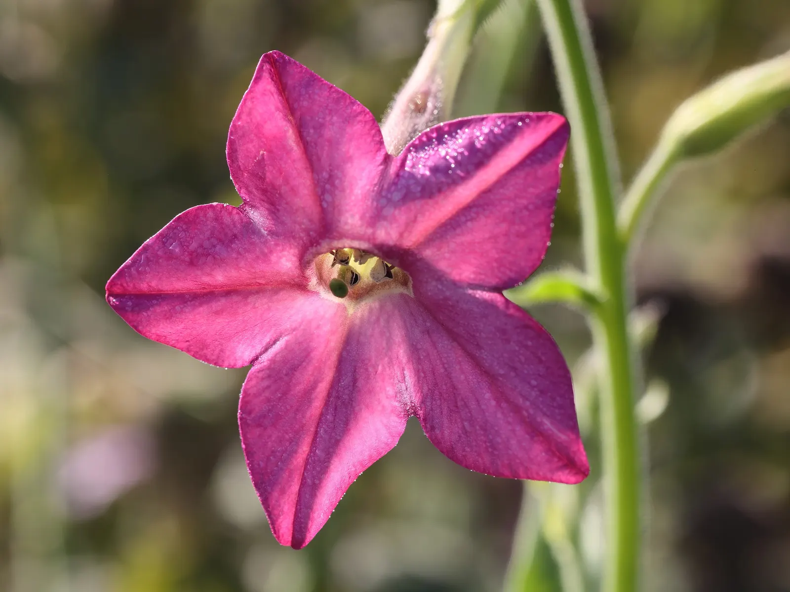 Flowering Tobacco (Nicotiana Alata) — It is best situated in full sun to partial shade
