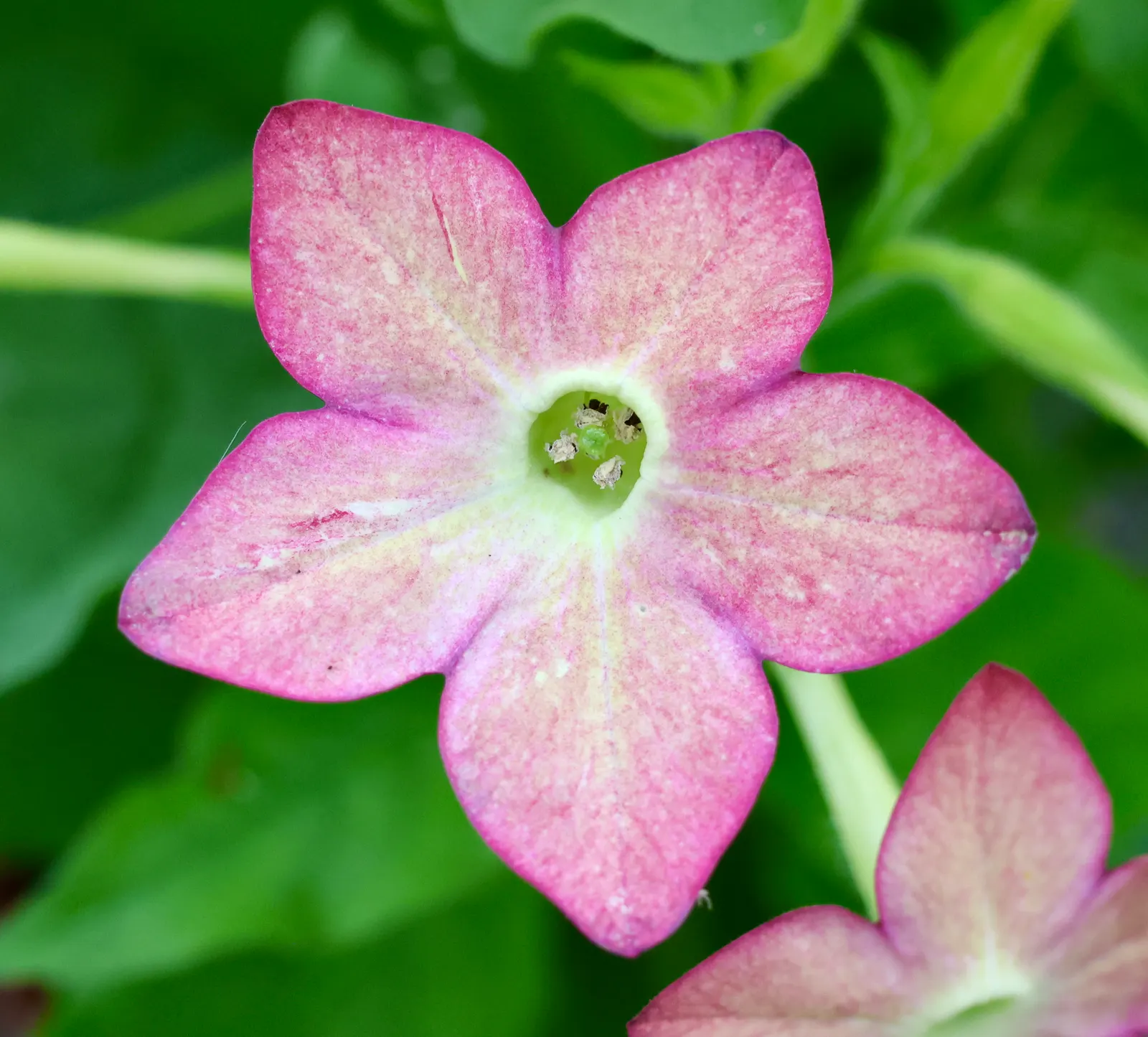 Flowering Tobacco (Nicotiana Alata) — with a spread of 1 to 2 feet; inviting butterflies and hummingbirds to enhance the garden's dynamism and ecological