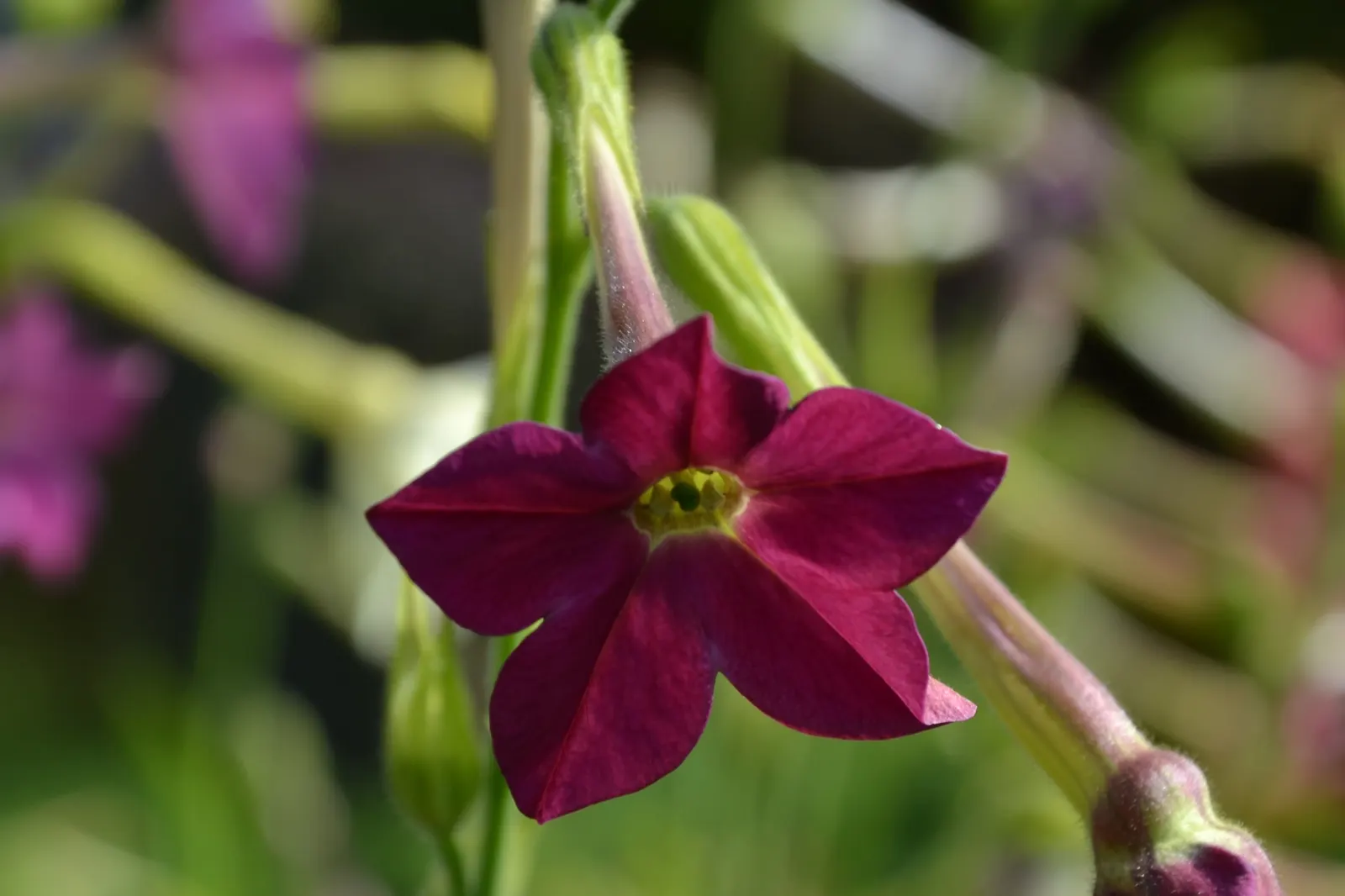Flowering Tobacco (Nicotiana Alata) — Its stature enables it to serve as a captivating backdrop for lower-growing bedding plants