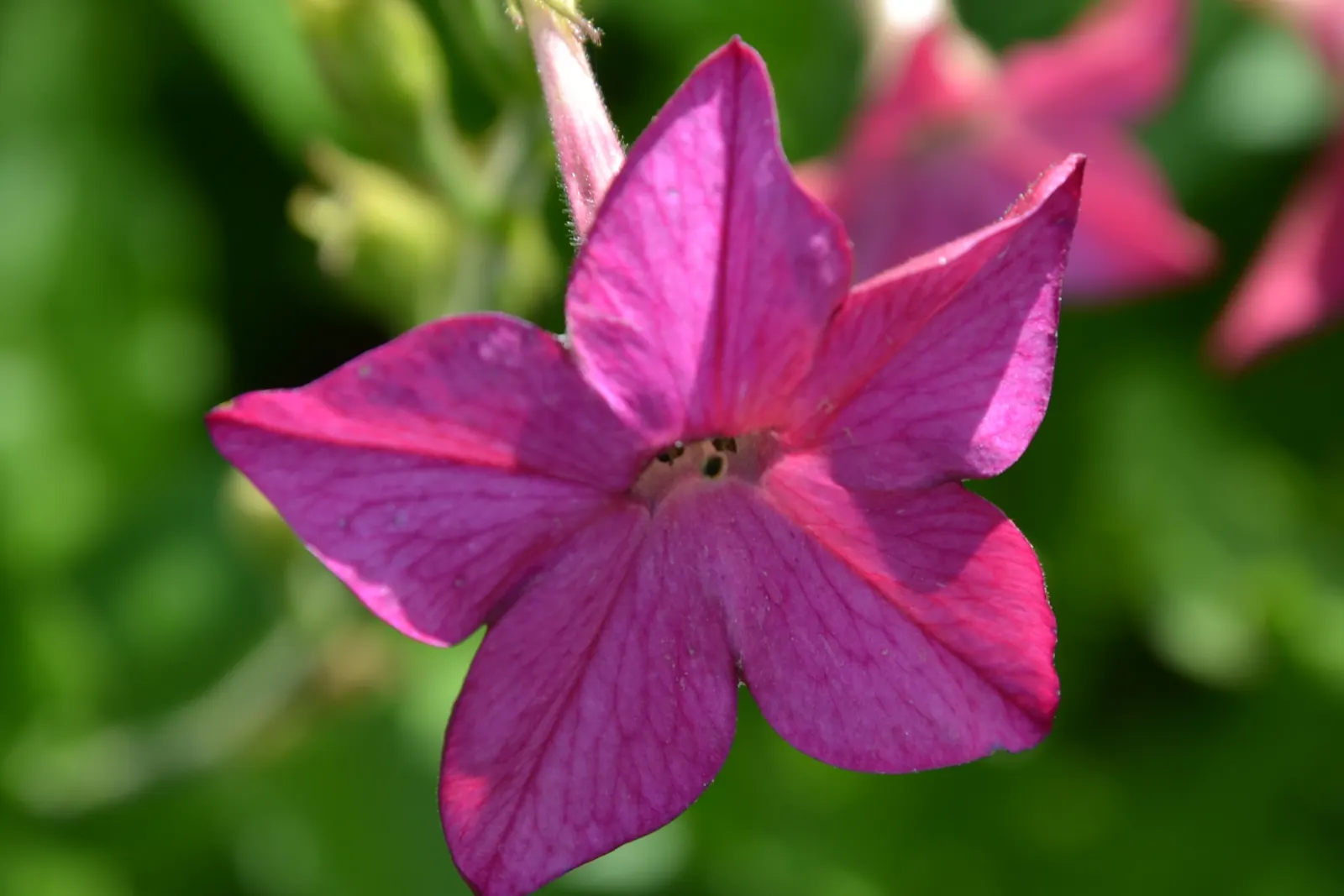Flowering Tobacco (Nicotiana Alata) — with a gentle reminder to provide ample water particularly in the hotter and drier months; averaging 3-5 ft tall, with a