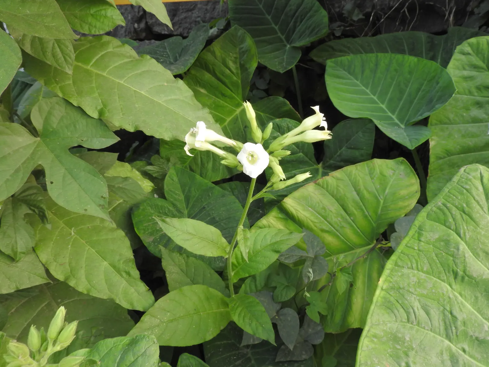 Flowering Tobacco (Nicotiana Alata) — Blooms are most commonly found in hues of white; averaging 3-5 ft tall, with a spread of 1-2 ft, this annual thrives in