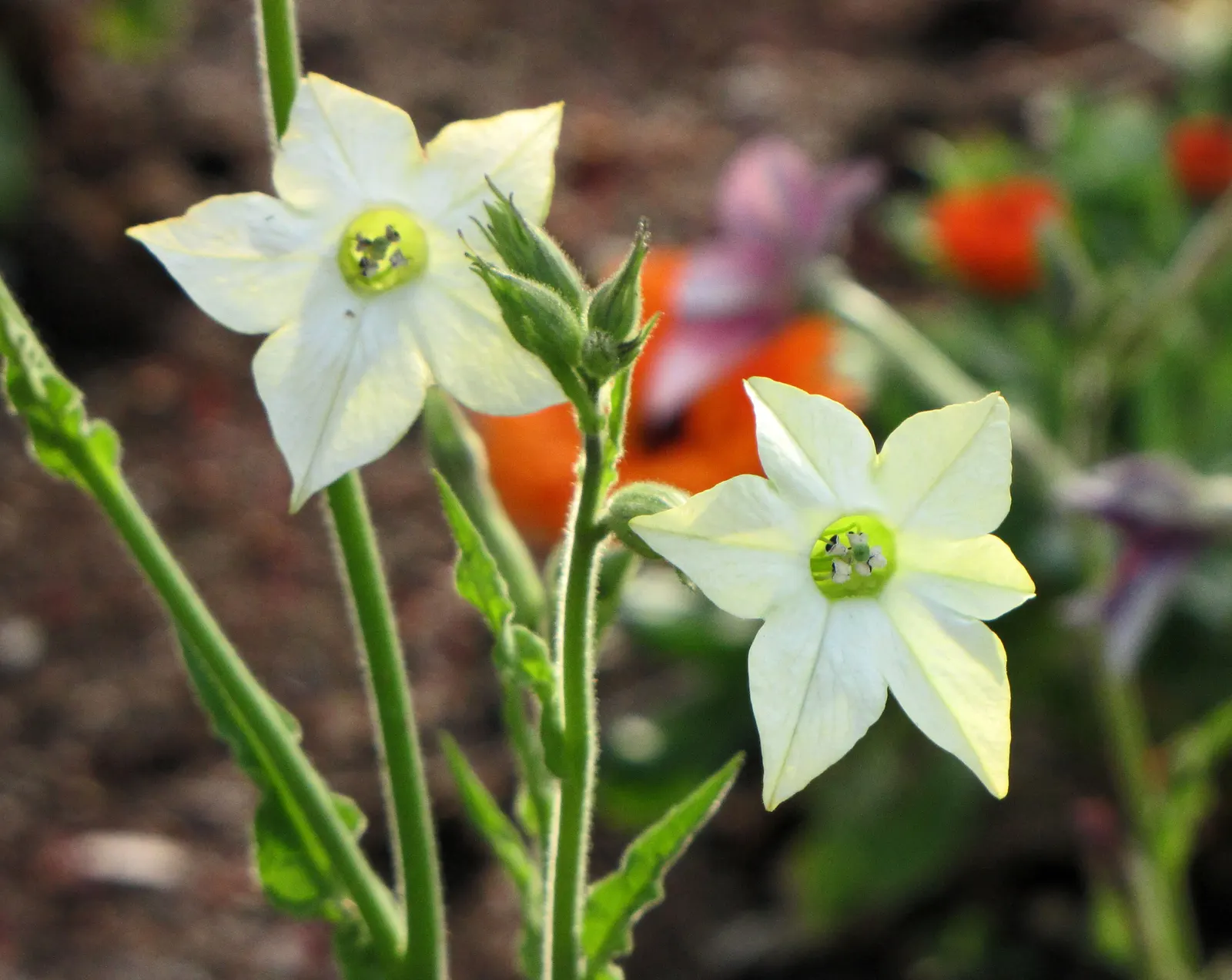Flowering Tobacco (Nicotiana Alata) — Flowering Tobacco prefers well-drained soil enriched with organic matter; and are known to release their sweet scent most