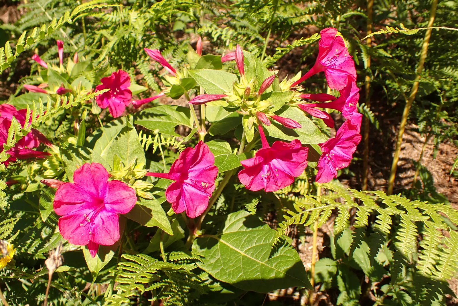 Flowering Tobacco (Nicotiana Alata) — annual with yellow blooms
