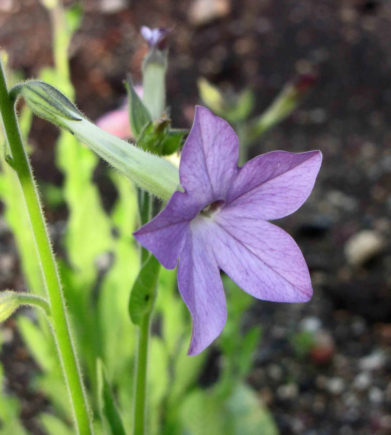 Flowering Tobacco (Nicotiana Alata) — as a striking focal point; a member of the Solanaceae family