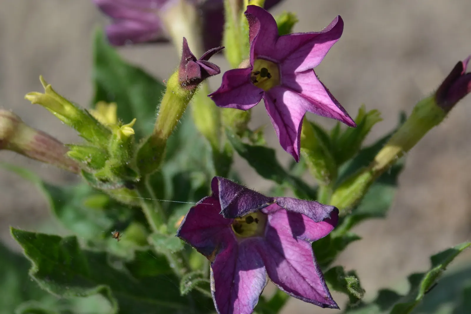 Flowering Tobacco (Nicotiana Alata) — Flowering Tobacco (Nicotiana alata)